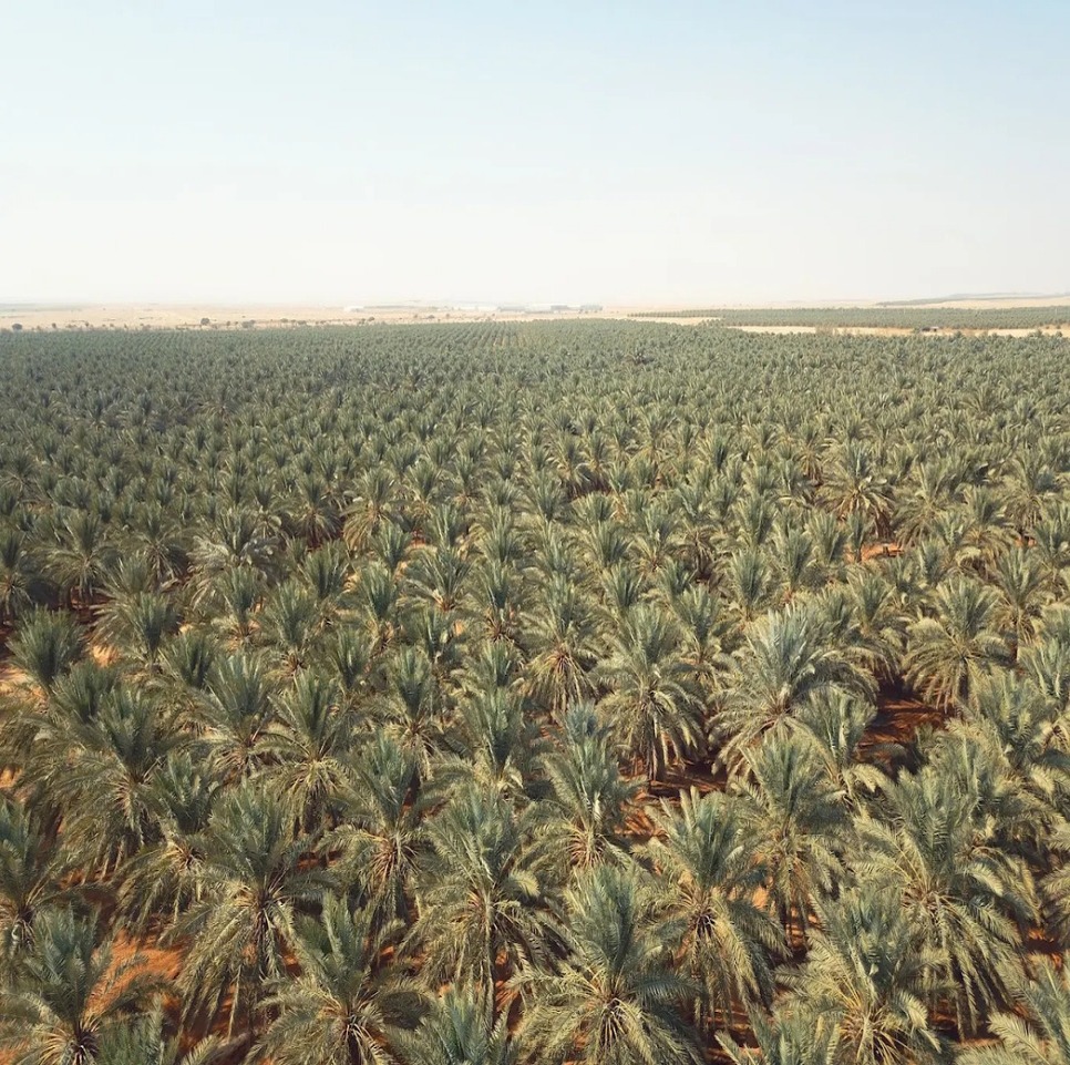 القطاع الزراعي